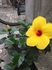 High angle view of yellow flower blooming outdoors