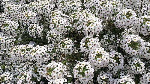 High angle view of white flowering plants