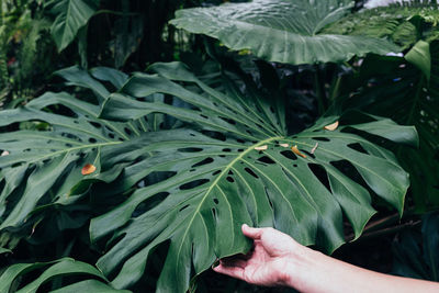 Hand hold giant monstera leaf tropical forest garden nature background.