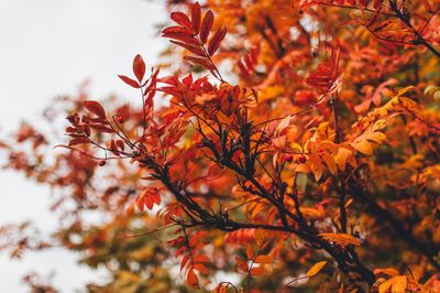 Close-up of maple leaves on tree