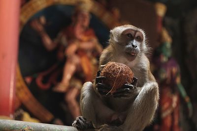 Close-up of monkey