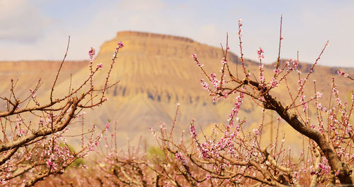 Close-up of pink flowering plants on field against sky