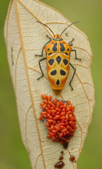 Close-up of butterfly on plant