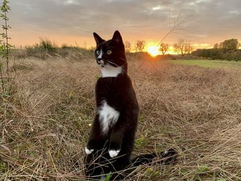 Cat sitting on a field