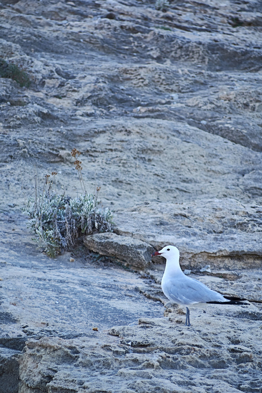 animal themes, animal, wildlife, animal wildlife, bird, sea, water, one animal, shore, no people, gull, nature, seabird, day, seagull, beauty in nature, wave, winter, outdoors, coast, ocean, high angle view