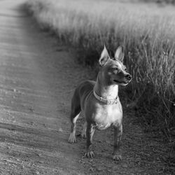 Dog on grass