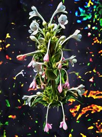 Close-up of flowers