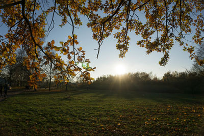 Trees on landscape against sky at sunset