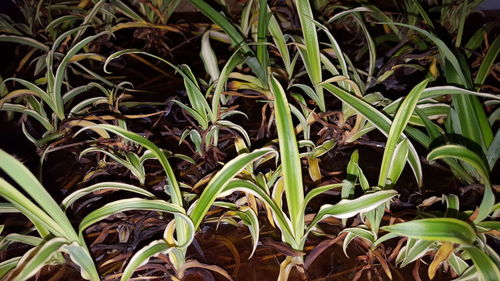 Close-up of plants growing in field