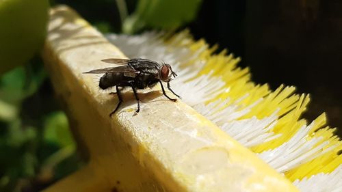 Close-up of housefly on flower