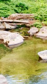 High angle view of water in grass