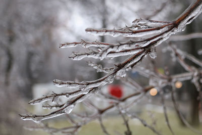 Close-up of frozen plant