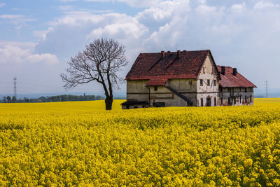 Abandoned house on a rapeseed field