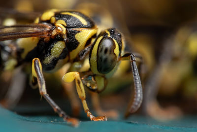 Macro shot of bee pollinating