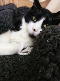 Close-up portrait of cat lying down