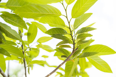 Close-up of leaves against blurred background