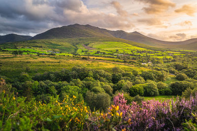 Beautiful sunset with dramatic sky at golden hour over foothill of carrauntoohil mountain, ireland