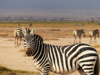 Zebras on field