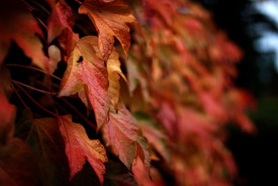 Close-up of plant during autumn