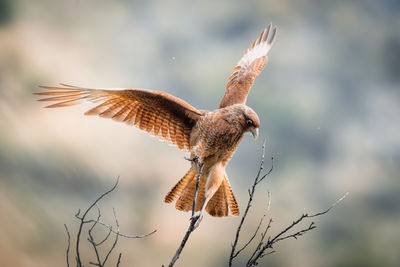 Low angle view of bird flying against sky