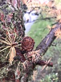 Close-up of lizard on tree trunk