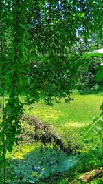 Trees and plants in water