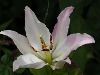 Close-up of white flowering plant