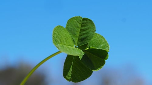 Close-up of leaves against clear blue sky