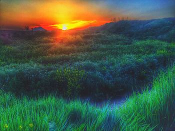 Sun shining over grassy field