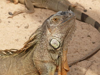 Close-up of lizard on sand