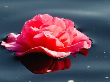 Close-up of pink flower floating in lake