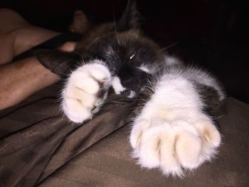 Close-up of cat sleeping