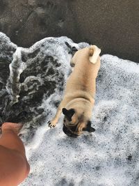 High angle view of dog on sand