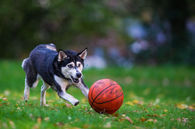 Dog with ball on grass