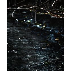 Reflection of trees in water