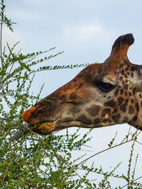 Low angle view of masai giraffe against sky at tsavo national park, kenya 