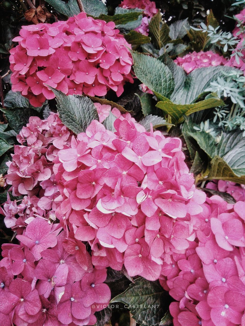 HIGH ANGLE VIEW OF PINK ROSE PLANT