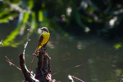 Close-up of bird perching on a tree