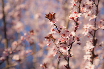 Close-up of flowers on tree