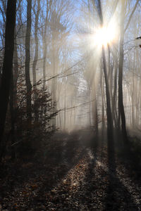 Sunlight streaming through trees in forest during winter