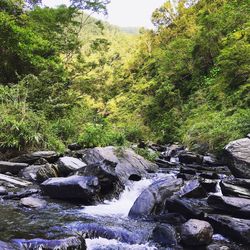 Scenic view of waterfall in forest