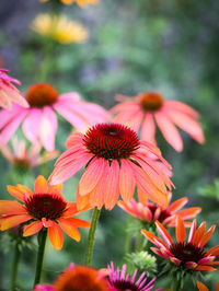 Close-up of red flowering plant