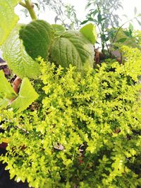 Close-up of fresh green plants