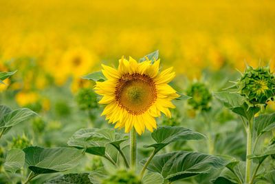 Close-up of sunflower on field