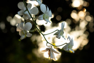 Close-up of white flowering plant
