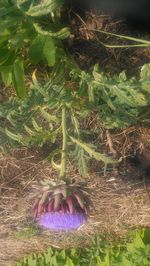 Close-up of purple flowering plants on land