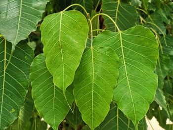 Full frame shot of fresh green leaves