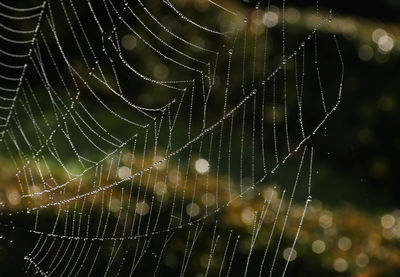 Close-up of spider web against blurred background