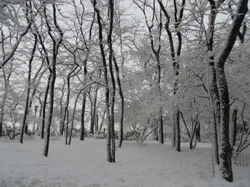 Bare trees on snow covered landscape