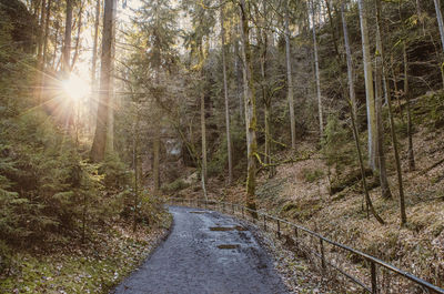 Road amidst trees in forest